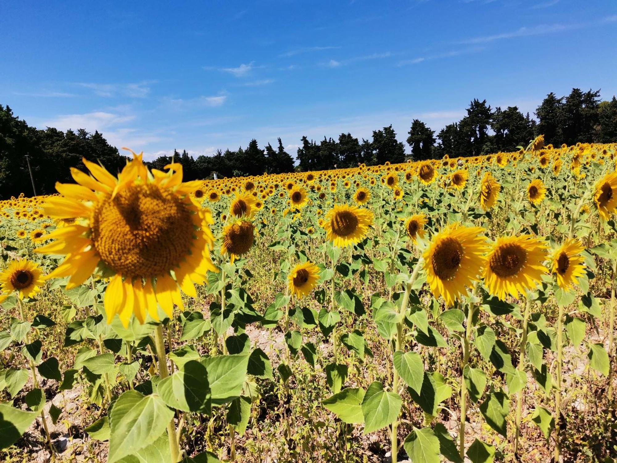 Gite En Provence "Rose" Modene Zewnętrze zdjęcie